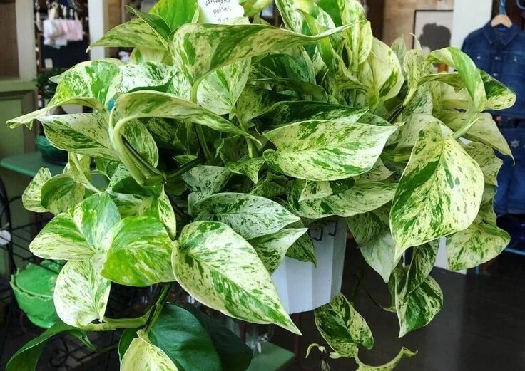 4 Pot Very Easy to Grow Epipremnum Pothos Jade Devils Ivy