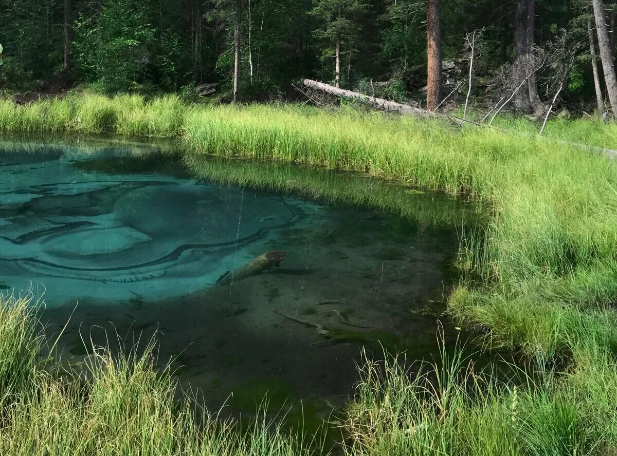 стоячий водоем. водноболотние угодя росии. парк эверглейдс озеро флориде. заводь болота. болотная вода.