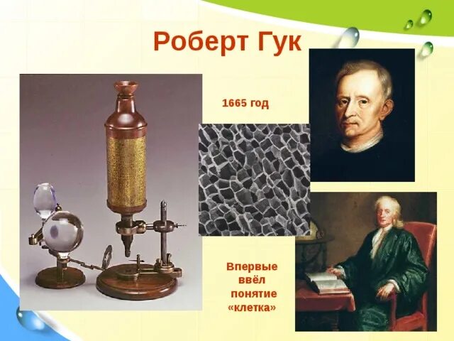 Гук ввел термин клетка. В 1665 году р. гук.