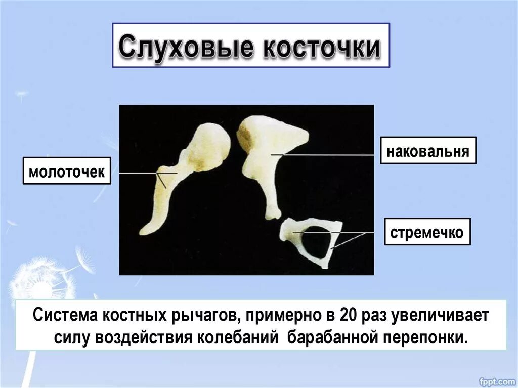 Молоточек наковальня стремечко функции. Стремечко функции. Функции слуховых косточек молоточка наковальни и стремечка. Слуховые косточки молоточек наковальня стремечко. Слуховые кости.