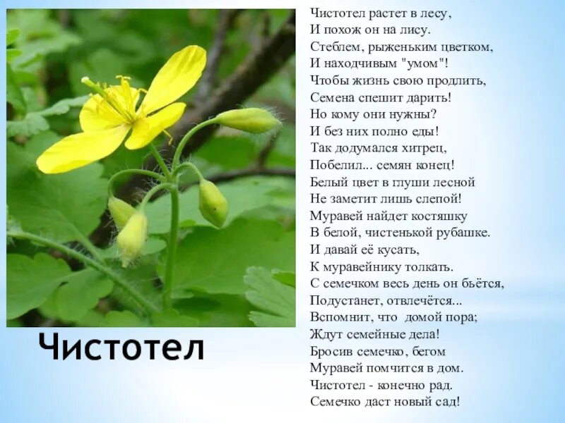 Чистотел. Лекарственные растения чистотел. Чистотел где растет. Чистотел описание растения.