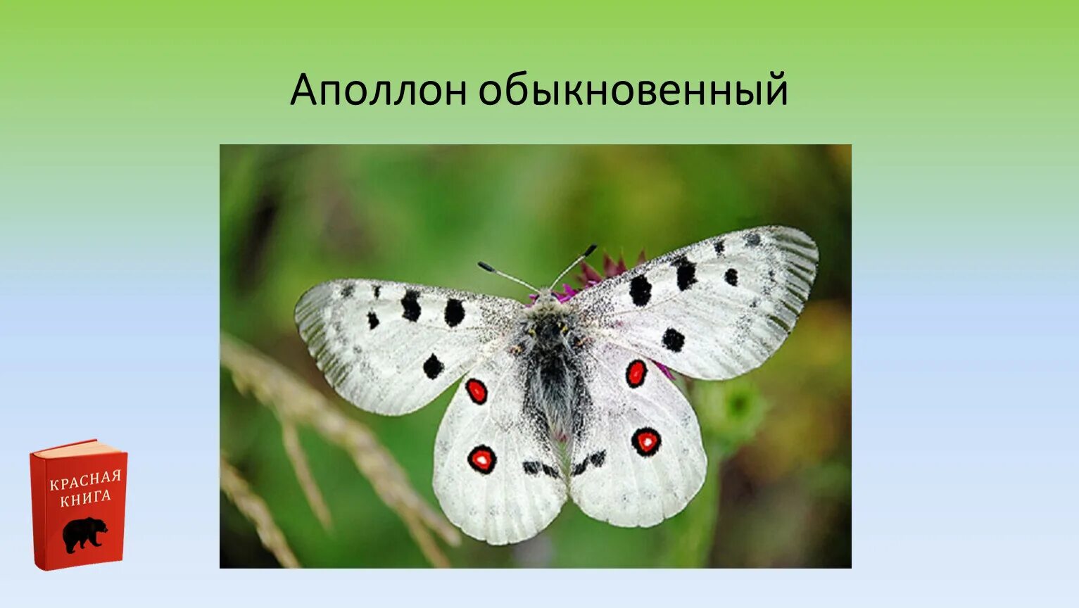 Аполлон обыкновенный бабочка. Бабочка аполлон. Бабочка парусник аполлон. Мнемозина бабочка красная книга. Аполлон красная.