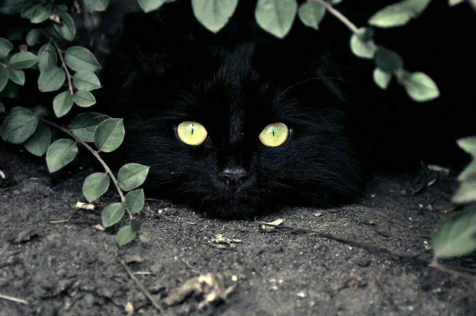 Как получить черного кота