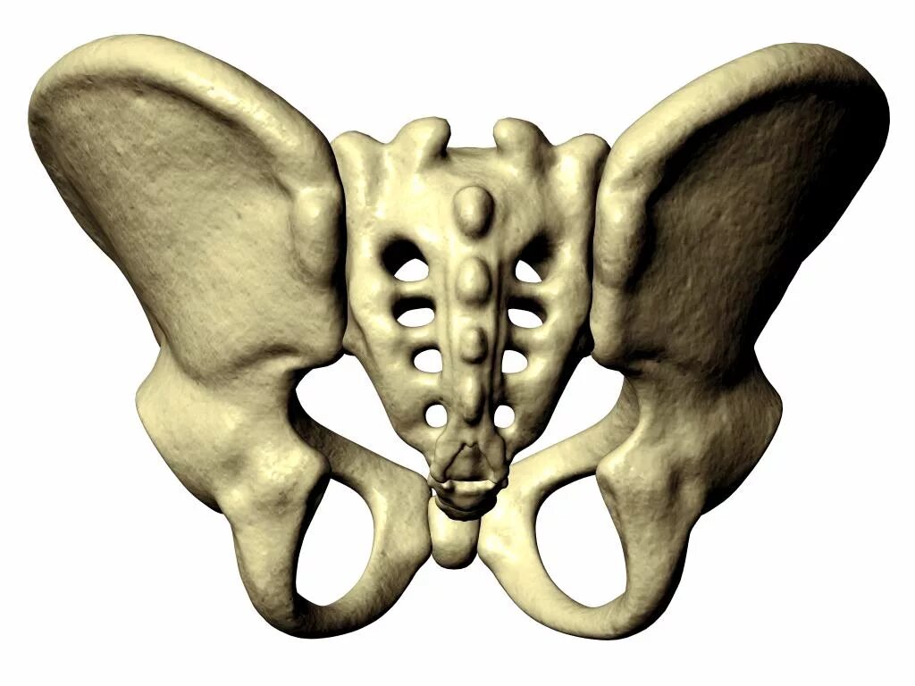 Тазовые кости скелета человека. Кости таза. Тазовая кость. Скелет таза.