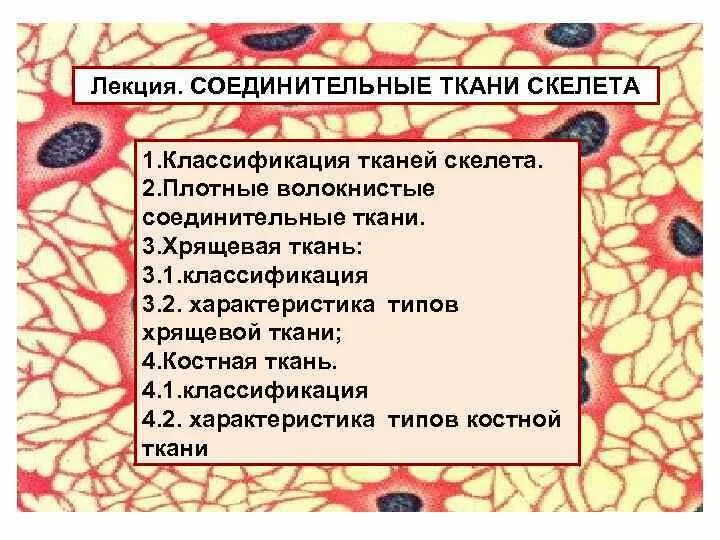 Скелетные соединительные ткани классификация. Соединительная ткань скелет. Классификация волокнистых соединительных тканей. Классификация плотной соединительной ткани.