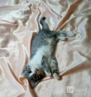 Авито орел котята в добрые