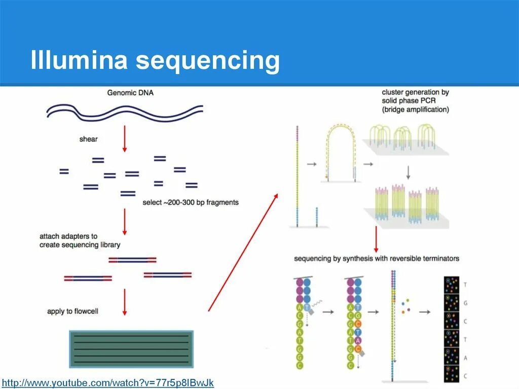 Метод секвенирования днк. Метод NGS секвенирования. Illumina секвенирование. Illumina секвенирование принцип. Solexa секвенирование.