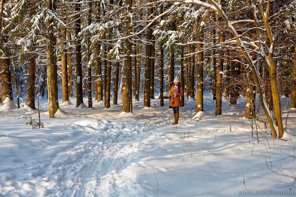 прогулка зимой. хорошо пройтись по зимнему лесу. прогулка в зимнем лесу. зимний лес. зимой в лесу.