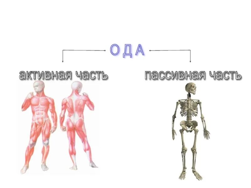 Пассивная часть опорно двигательной. Активная часть опорно-двигательного аппарата. Пассивная часть опорно-двигательного аппарата. Активный и пассивный опорно двигательный аппарат. Активная часть Ода.