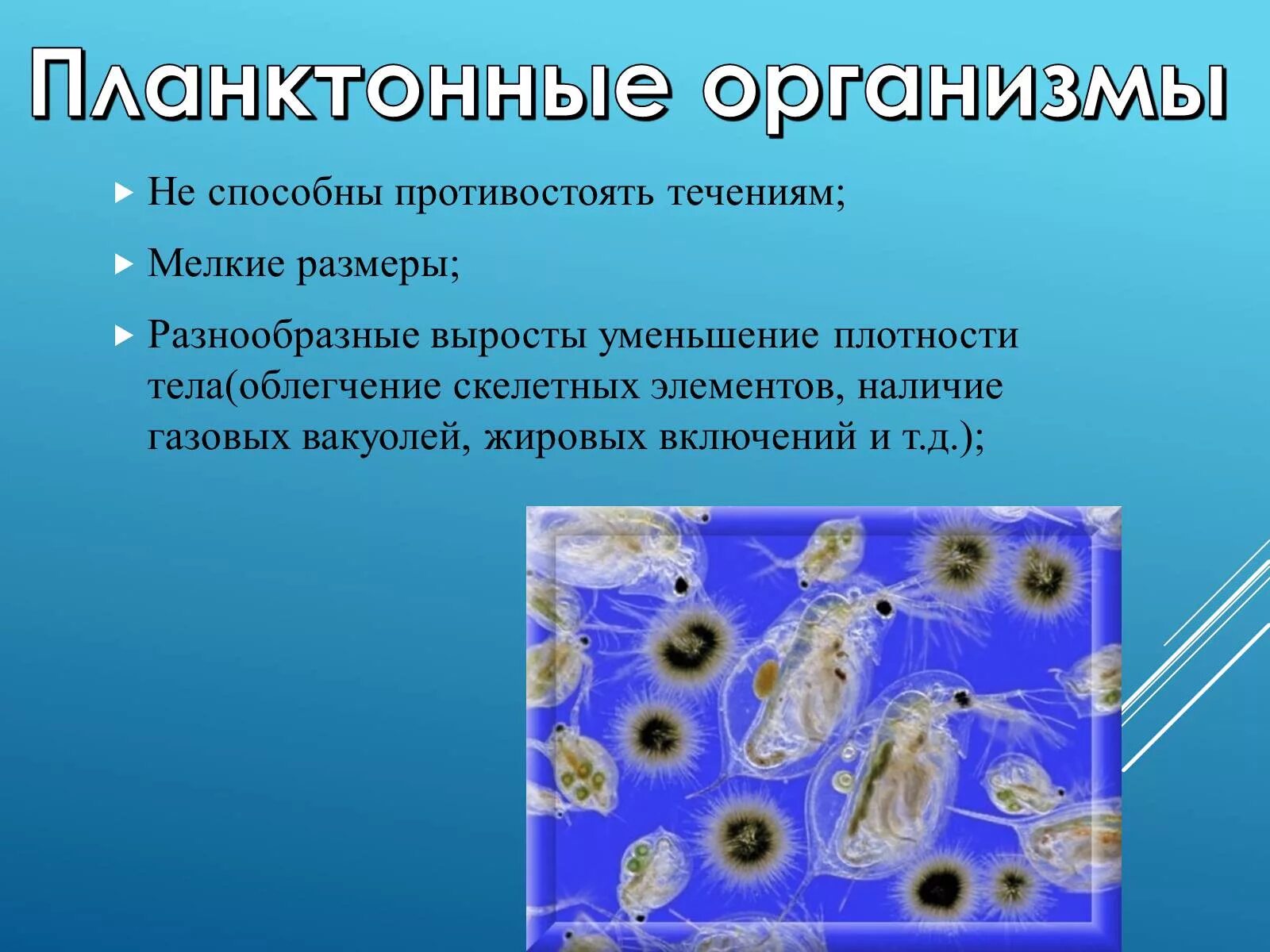 Организмы не способные к активному плаванию. Планктон приспособления к водной среде. Планктон адаптации и организмы. Адаптационные приспособления планктона. Планктон приспособления к среде.