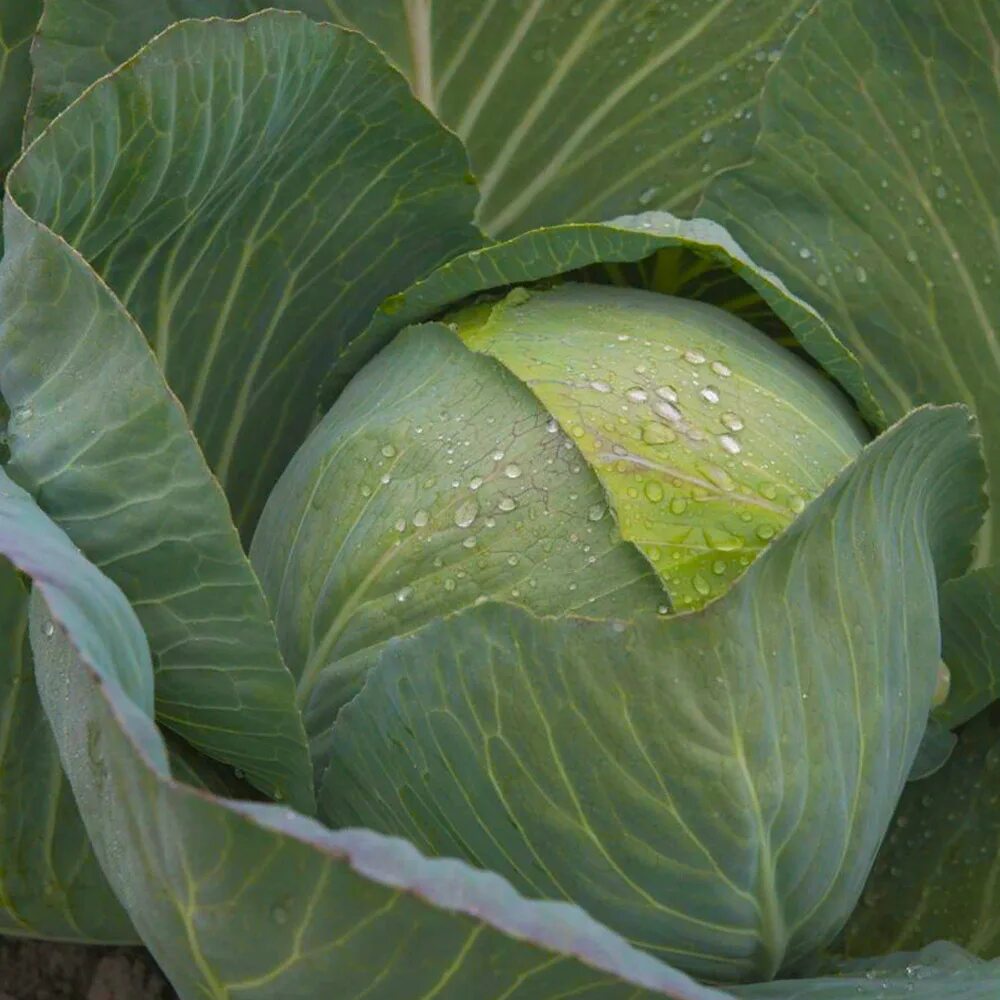 Капуста белокочанная золотой гектар 1432. Капуста белокочанная амтрак. Семена капусты. Капуста бк слава 1305. Семена капусты.