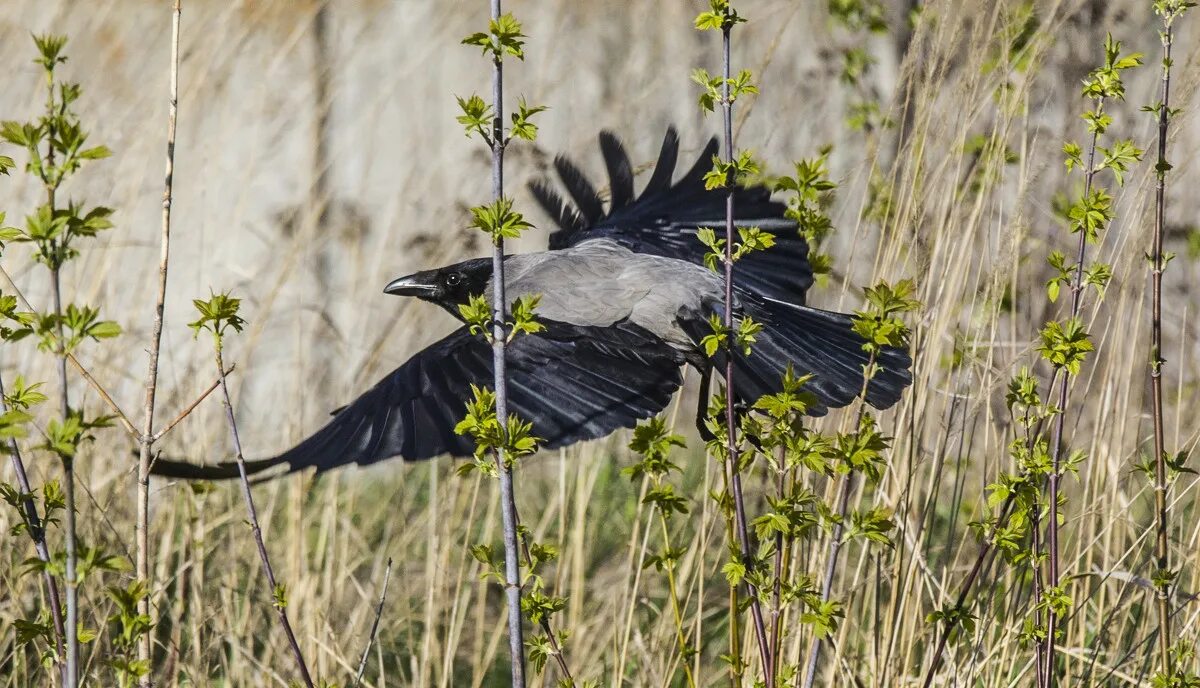 трутень вороны. ошейниковый ворон. ворона каркает кар кар. муха трутень. трутень серно желтый.