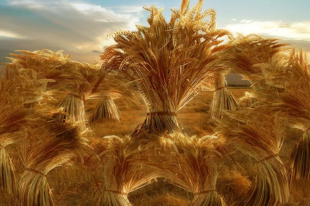 Снопы сена на поле. Сноп. Сноп чада. Овсяной сноп. Сноп соломы.