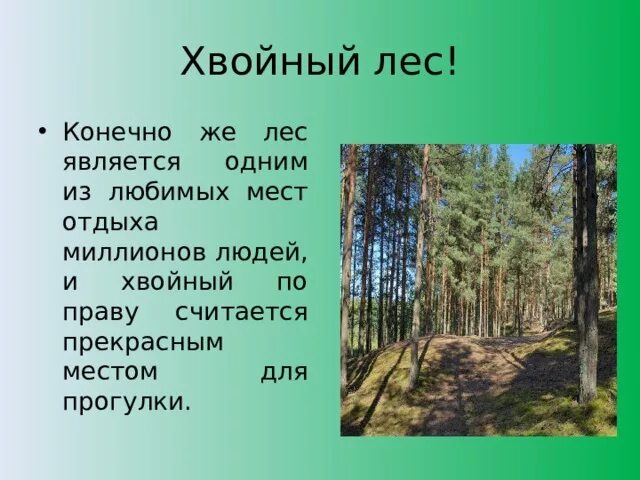 Видом средообразователем в хвойном лесу. Презентация еловый лес. Вид средообразователь в хвойном лесу. Хвойный лес проект. Сообщение про хвойный лес.