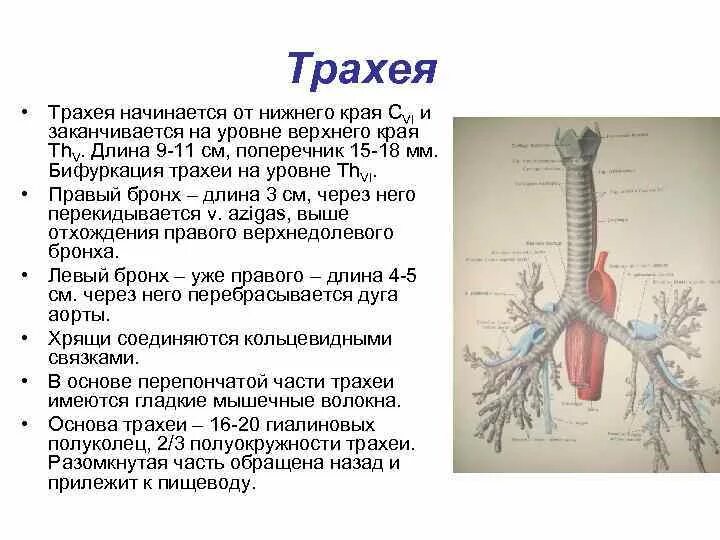 В состав какой системы органов входит бронх - найдено 88 картинок