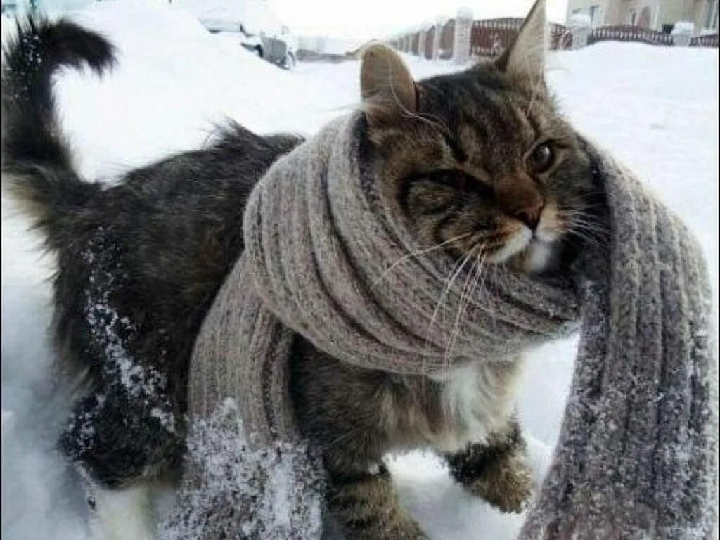 Почему в холодную погоду многие животные. Котик замерз. Кот в шарфе. Кот Мороз. Кот мерзнет.