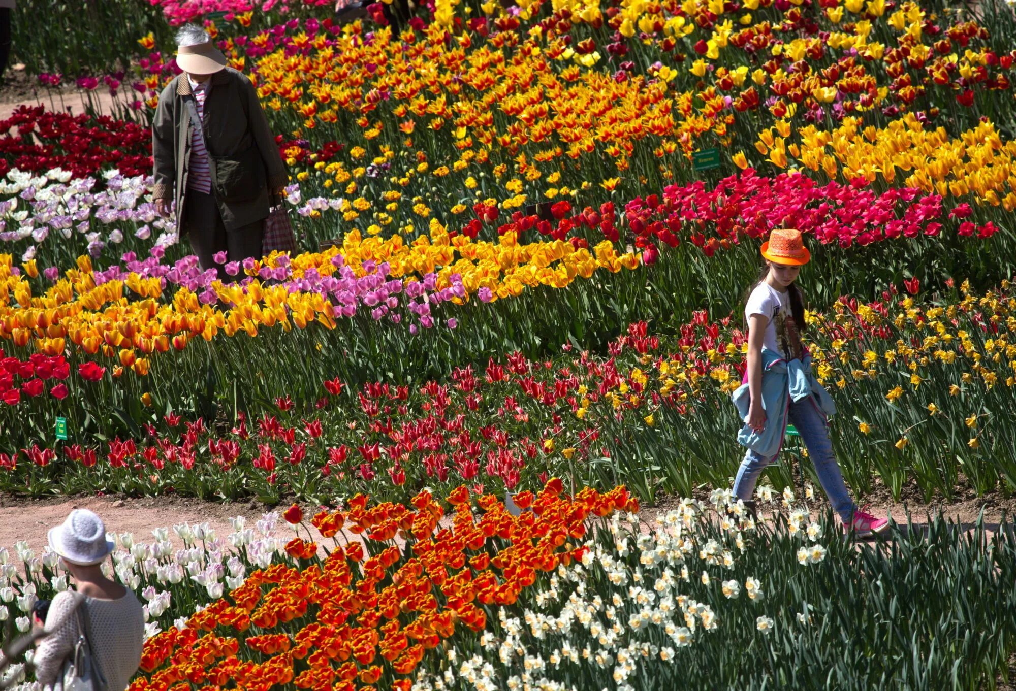 Никитский Ботанический сад парад тюльпанов. Никитский Ботанический сад тюльпаны. Парад тюльпанов Ялта. Ялта тюльпаны Ботанический сад.