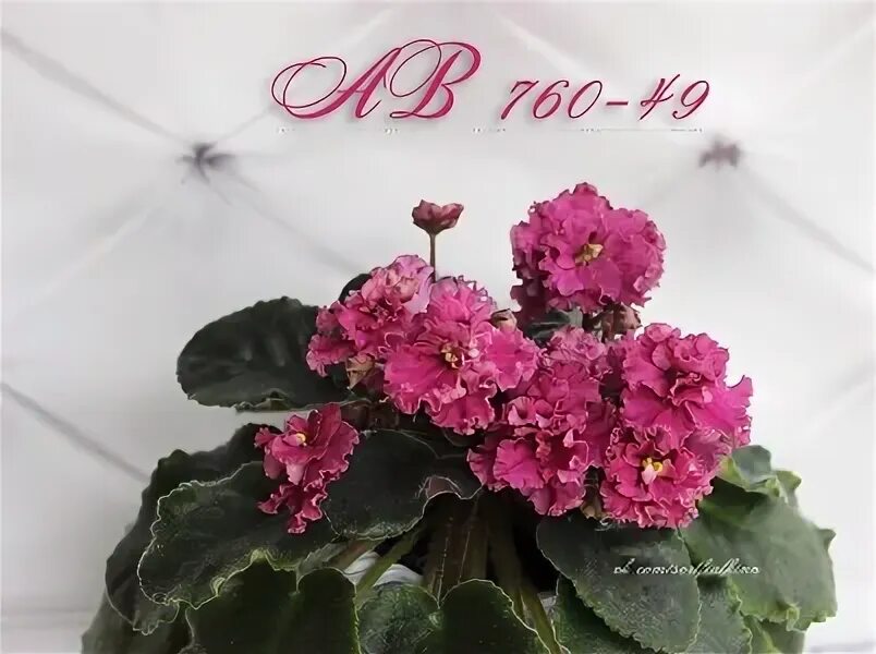 760 49. Kenda 760. Moncler gabriel черный. Кенда трекмастер к760. Голубая майка на широких бретелях.