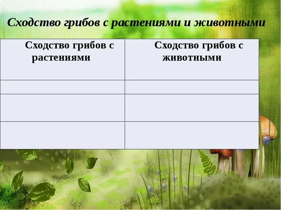 Сходством грибов с растениями является. Сходство грибов с растениями и животными. Черты сходства грибов с растениями. Черты сходства грибов с растениями и животными. Черты сходства гриба с растениями.