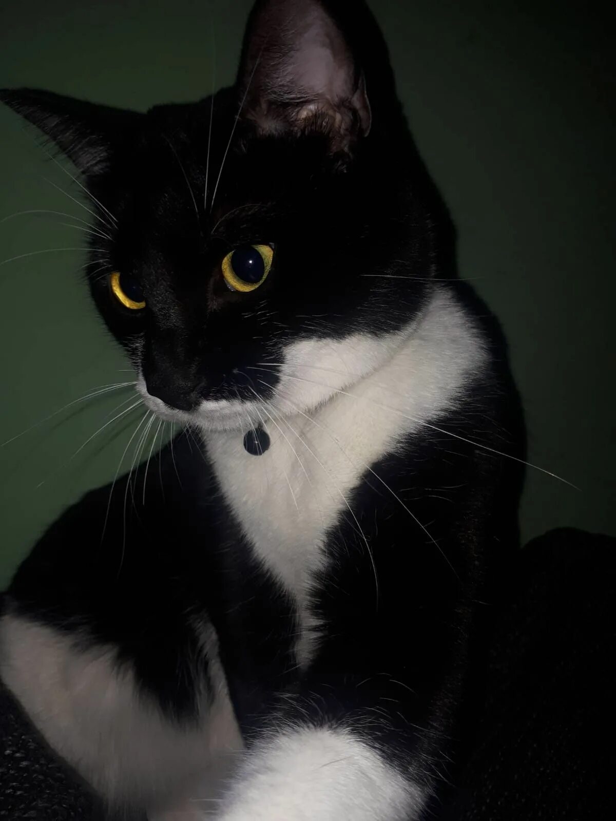 Tuxedo cat. Такседо кошка. tuxedo порода кошек. тукседо кот порода. брамбл кошка.