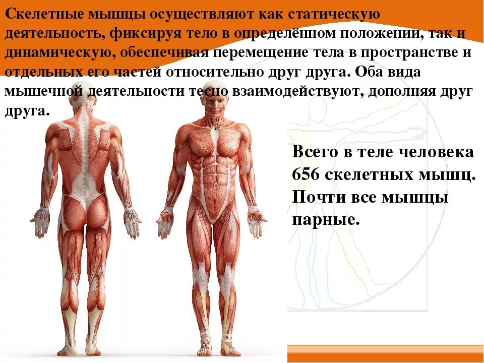Работа скелетных мышц человека. Скелетные мышцы. Строение и функции скелетных мышц. Структура скелетных мышц человека. Масса скелетных мышц у человека.