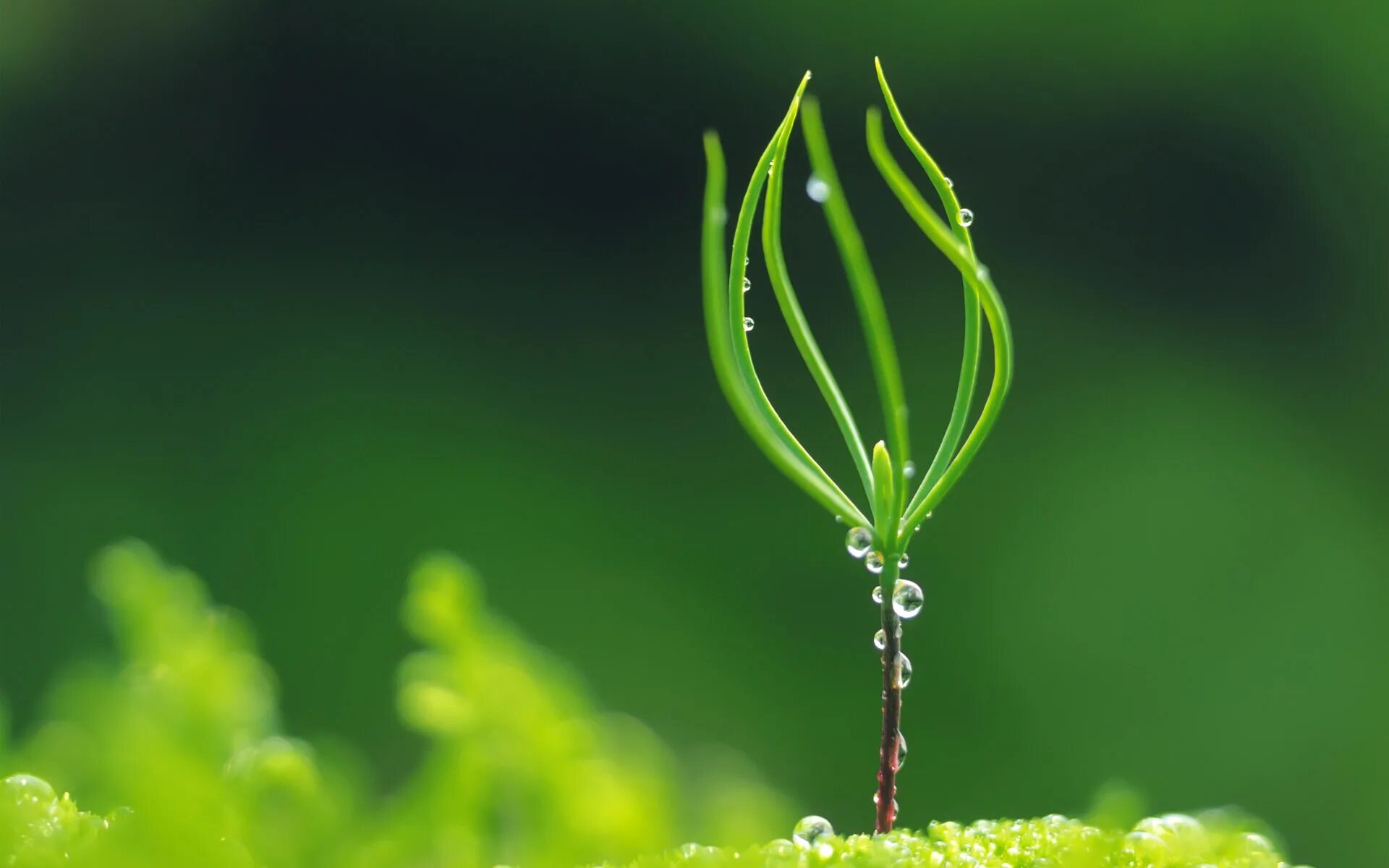 Росток макро. Росток растения. Зеленый Росток. Ростки бамбука. Www plants