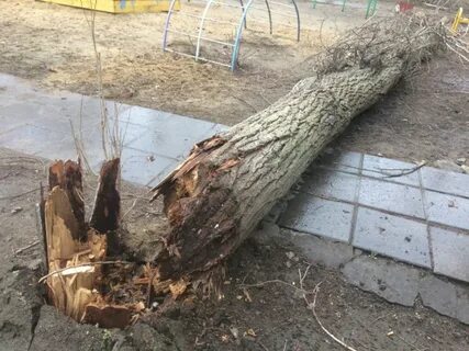 Где упали деревья