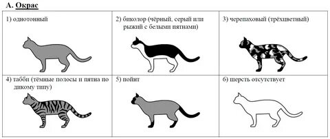 Характеристики соответствующие внешнему строению кошки