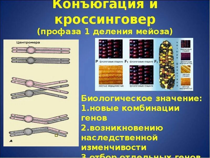 Значение кроссинговера в эволюции