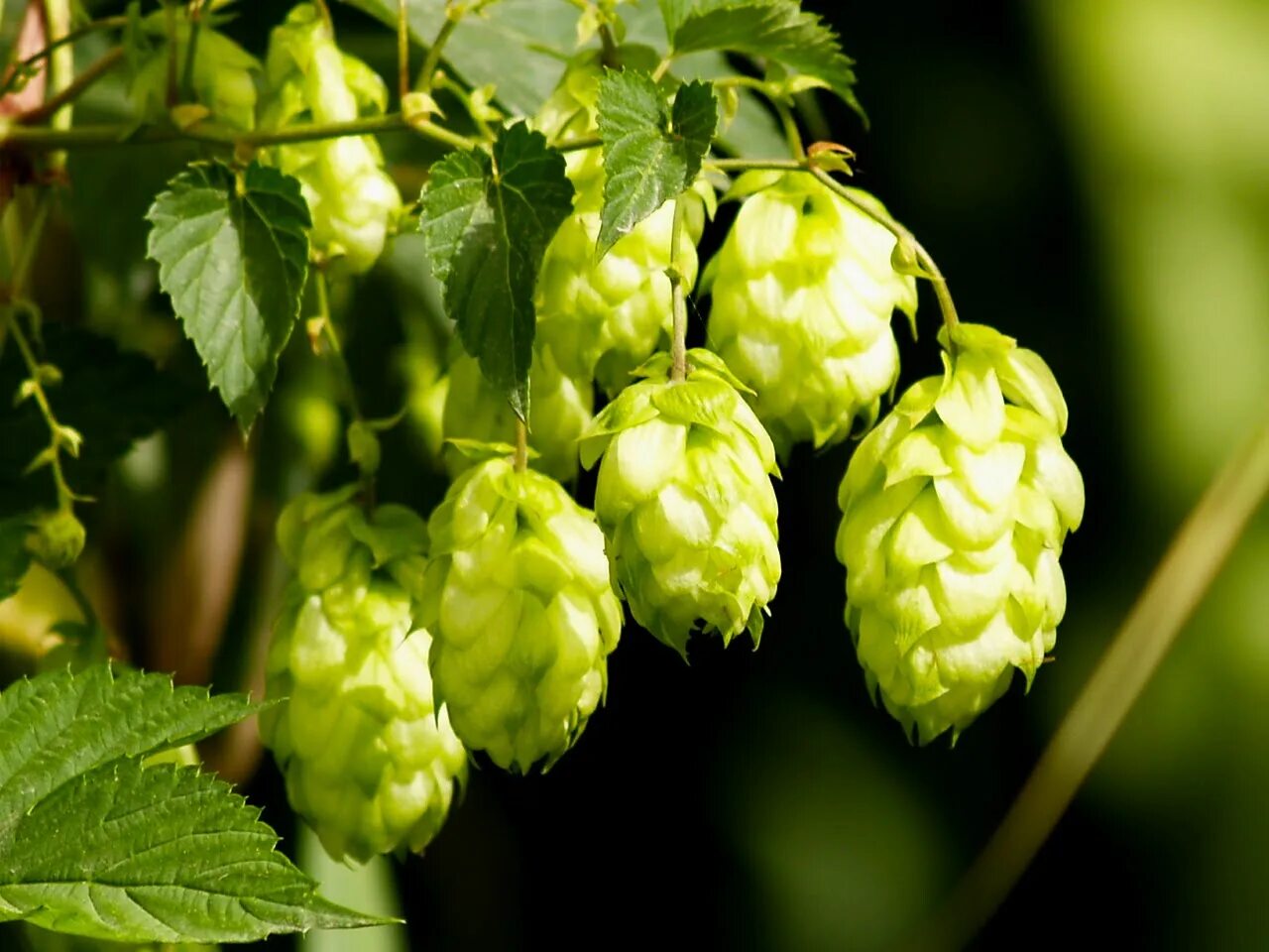 Humulus lupulus. Хмель обыкновенный. Хмель обыкновенный humulus lupulu. Humulus lupulus. Хмель обыкновенный растение.