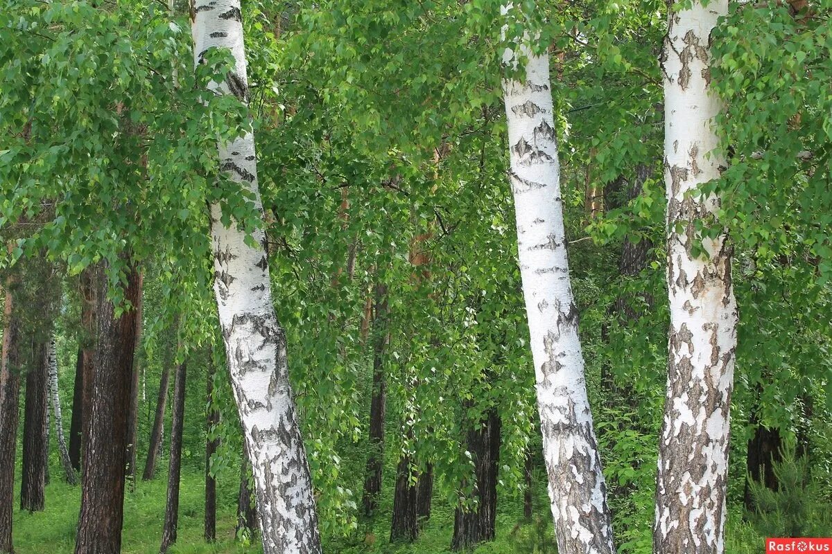 Березовая роща береза повислая. Берёза плосколистная. Береза в Амурской области. Три березы. Открой березки