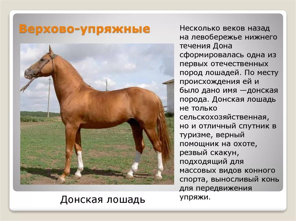 К какому типу относится лошадь