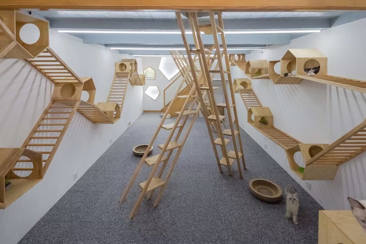 Cat playground