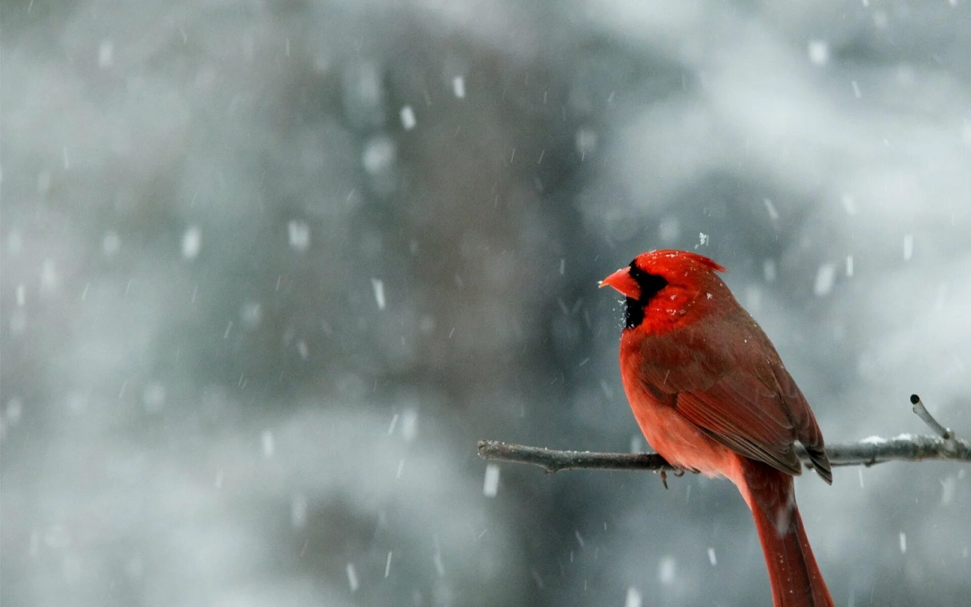 Красный Кардинал. Зима птицы. Снегири зимой. Птица Кардинал зимой.