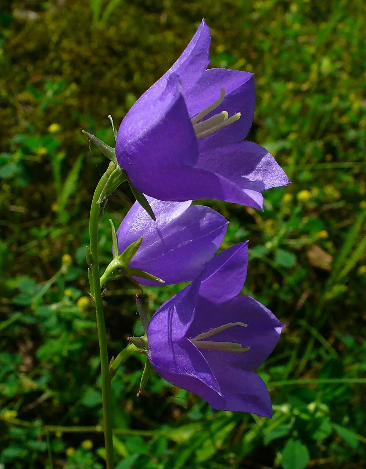 Колокольчик персиколистный (Campanula persicifolia `Takion Blue`). Колокольчик персиколистный (Campanula persicifolia `Takion White`). Колокольчик персиколистный (Campanula persicifolia). Колокольчик персиколистный (Campanula persicifolia l.). Колокольчик фонтейн