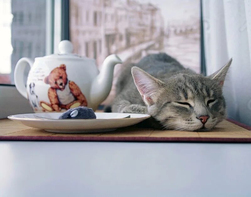 Коту можно чай. Кот утро. Кошка с чаем. Кот и кофе. Доброе утро котики.
