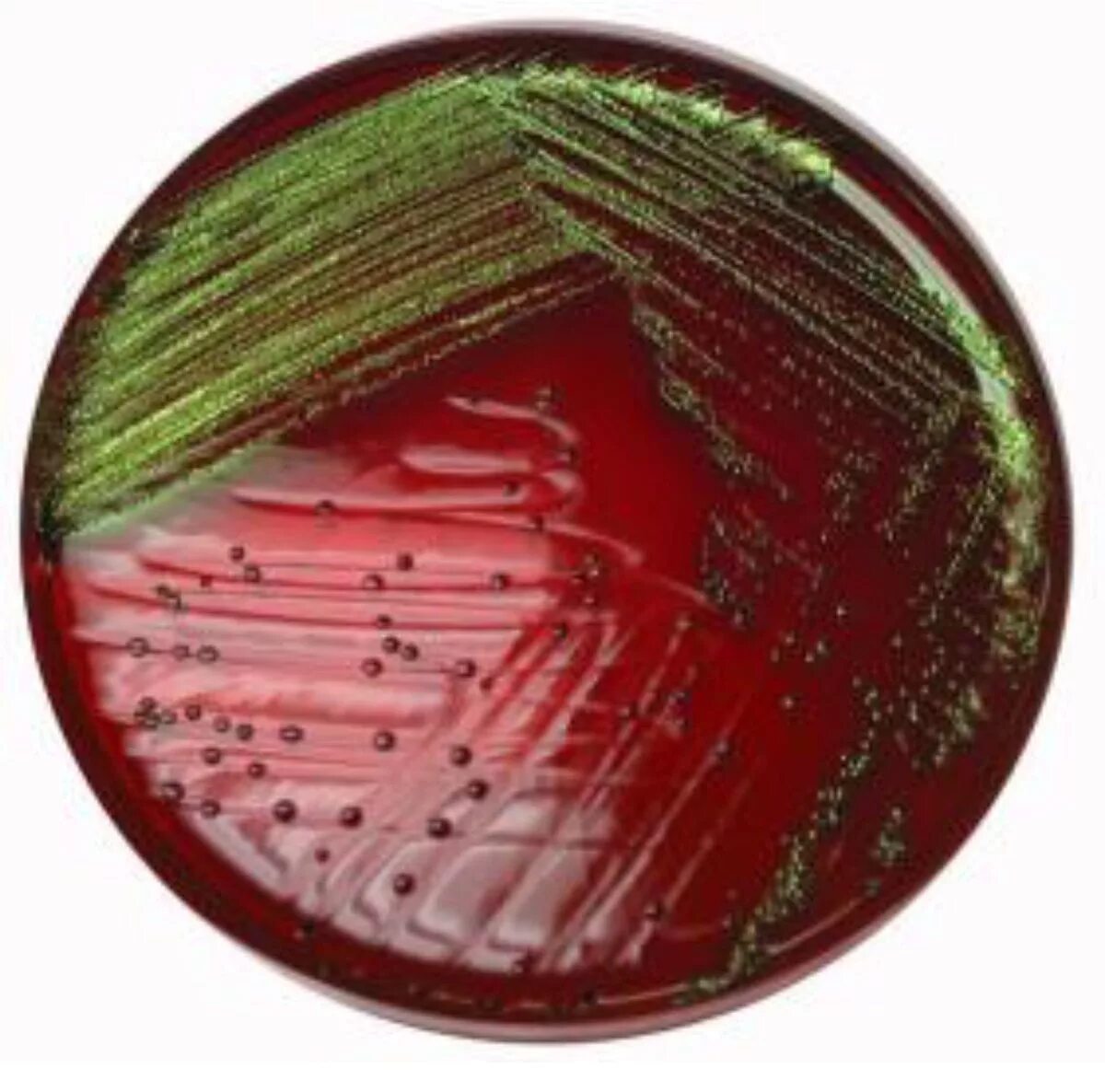 Escherichia coli на среде Левина. Питательные среды агар Эндо. Агар Левина сальмонелла. Агар Левина эшерихии. Среда для кишечной палочки