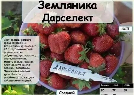 Дарселект клубника описание и отзывы