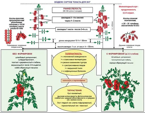 На рынке грунтовых томатов в стране z. Схема подкормка томатов в теплице для томатов. Схема удобрения томатов в теплице. Стадии развития рассады томатов. Схема подкормки тепличных томатов.