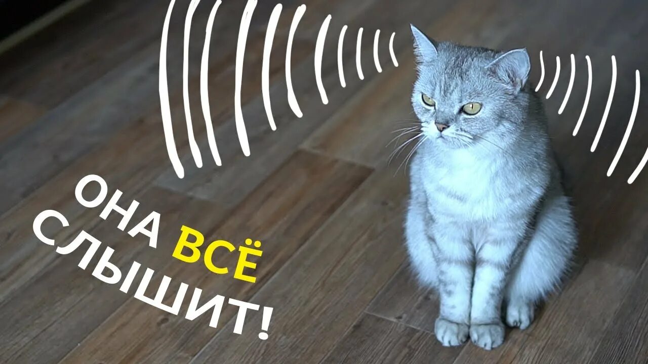 Кошачье мяуканье привлекающие. Звук привлекающий котика. Звуки привлекающие кошек. Звуки для котят привлекающие. Кошачье мяуканье привлекающие кошек.