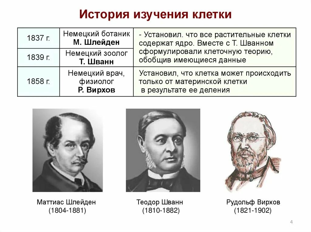 Шлейден вклад в изучение клетки. Шванн Шлейден Вирхов. Шванн вклад в изучение клетки. Шванн и Шлейден вклад в биологию. Известно что в исследованиях ученых огэ