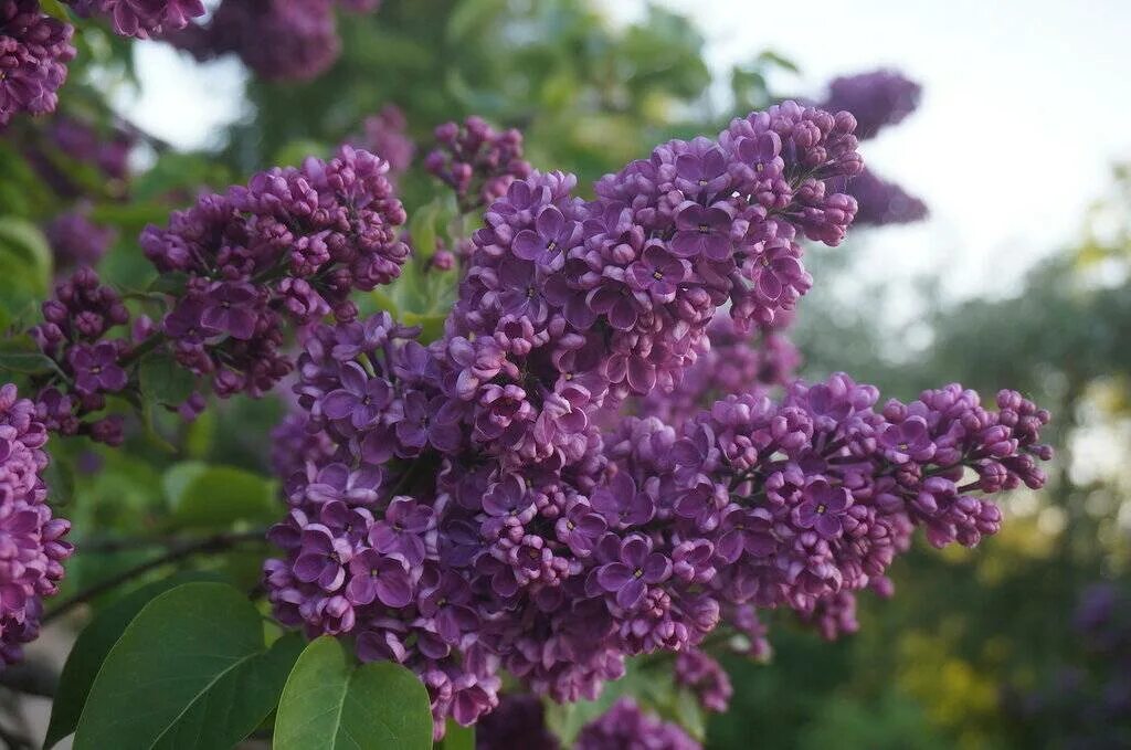 Сирень даром. Сирень обыкновенная огни Донбасса. Сирень обыкновенная (Syringa vulgaris `огни Донбасса`). Сирень обыкновенная ogni donbassa. Сирень обыкновенная сорт огни Донбасса.