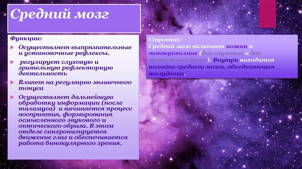 Функции среднего мозга кратко. Структуры среднего мозга таблица. Строение и функции среднего мозга таблица. Функции среднего мозга таблица