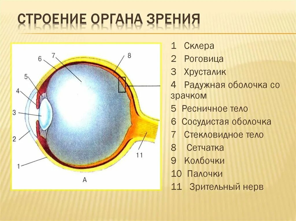 Назовите органы зрения. Строение глаза сетчатка роговица хрусталик. Анатомические структуры органа зрения анатомия. Органы чувств анатомия глаз. Строение глазного яблока биология 8 класс.