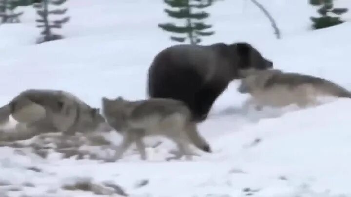 Волк против медведя. Стая Волков против медведя. Медведь против волка битва.