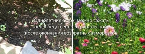 Можно сажать астру под зиму