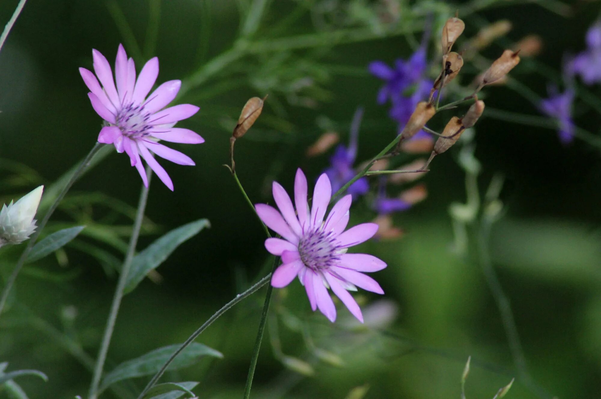 Сложноцветные кормовые. Сложноцветные топинамбур. Семейству астровых (asteraceae). Цветок астровых. Сложноцветные кормовые.