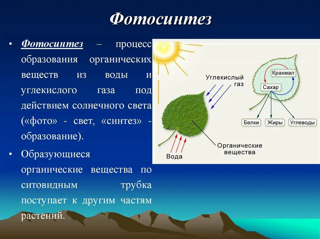 Б фотосинтез в процессе которого образуются