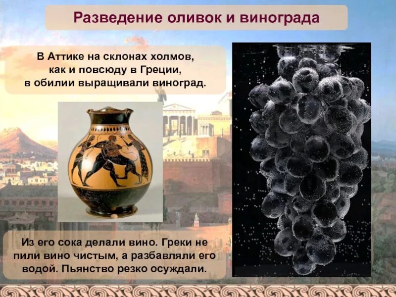 Земледельцы аттики. Какую роль играют оливки в аттике. Бедственное положение земледельцев аттики. Занятия жителей в афинах. Древняя аттика и ее население.