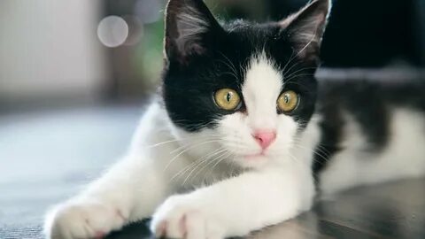 Красивые бело черные котята